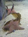 h 003